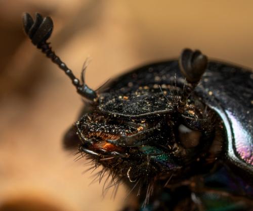 Réf. 351 992 : Trypocopris pyrenaeus